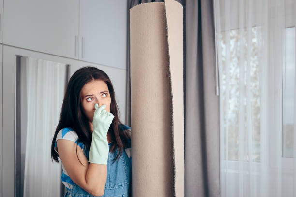 Best Mold Odor Removal Services  in Beech Island, SC